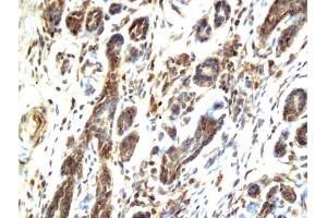 Image no. 1 for anti-V-Raf-1 Murine Leukemia Viral Oncogene Homolog 1 (RAF1) (AA 31-130) antibody (ABIN733208)