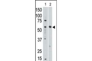 Image no. 1 for anti-Sialic Acid Binding Ig-Like Lectin 8 (SIGLEC8) (AA 373-406), (C-Term) antibody (ABIN5534688)