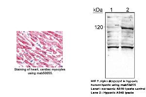 Image no. 3 for anti-Endothelial PAS Domain Protein 1 (EPAS1) (AA 535-631) antibody (ABIN363209)