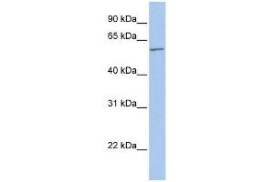 anti-Flavin Containing Monooxygenase 5 (FMO5) (Middle Region) antibody