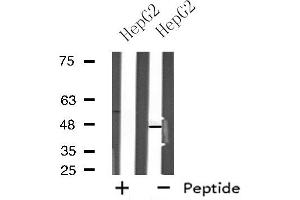 Image no. 2 for anti-Neuropeptide Y Receptor Y5 (NPY5R) antibody (ABIN6257375)