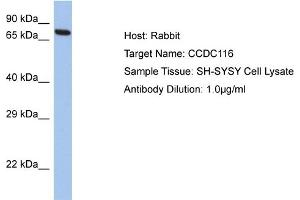 CCDC116 anticorps  (C-Term)