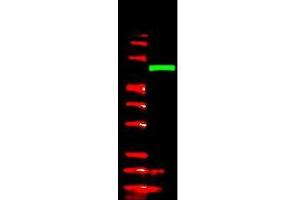 Anti-V5 epitope tag polyclonal antibody detects V5-tagged recombinant protein by western blot.