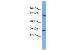 Image no. 1 for anti-Der1-Like Domain Family, Member 3 (DERL3) (Middle Region) antibody (ABIN634938)