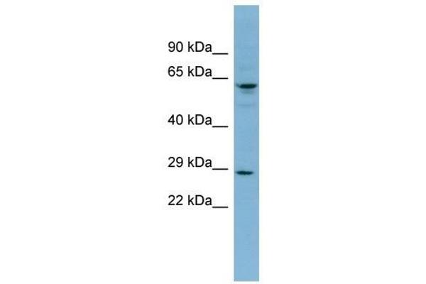 anti-Der1-Like Domain Family, Member 3 (DERL3) (Middle Region) antibody