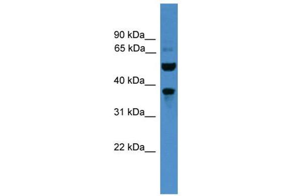 anti-Bestrophin 3 (BEST3) (C-Term) antibody