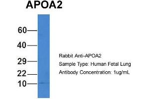 Image no. 2 for anti-Apolipoprotein A-II (APOA2) (N-Term) antibody (ABIN2785787)