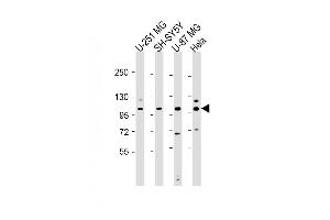 SH3PXD2B antibody  (AA 505-539)
