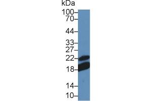 Image no. 2 for anti-CD28 (CD28) (AA 33-174) antibody (ABIN2118849)