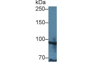 Image no. 1 for anti-TAF2 RNA Polymerase II, TATA Box Binding Protein (TBP)-Associated Factor, 150kDa (TAF2) (AA 918-1199) antibody (ABIN5014384)