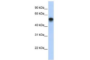 Image no. 1 for anti-Interferon Regulatory Factor 6 (IRF6) (Middle Region) antibody (ABIN2779406)