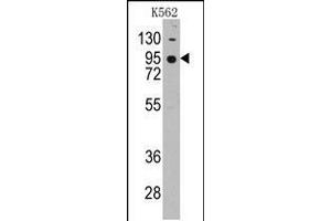 Image no. 2 for anti-Cadherin 7 (CDH7) (AA 56-84), (N-Term) antibody (ABIN5532864)