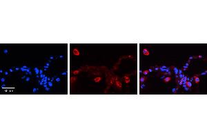 Image no. 2 for anti-Protocadherin gamma Subfamily C, 4 (PCDHGC4) (N-Term) antibody (ABIN2783728)