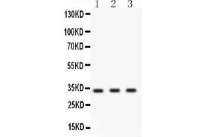 Image no. 2 for anti-Cyclin D1 (CCND1) (AA 158-184), (Middle Region) antibody (ABIN3043483)