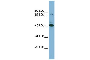 Image no. 1 for anti-HERPUD Family Member 2 (HERPUD2) (N-Term) antibody (ABIN2783866)