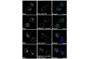 Image no. 11 for anti-Perilipin 2 (PLIN2) (AA 1-29), (N-Term) antibody (ABIN285650)