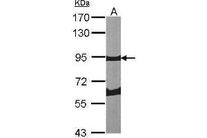 Image no. 3 for anti-Periostin (POSTN) (C-Term) antibody (ABIN2854805)