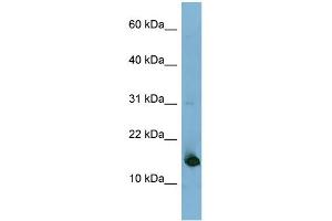 anti-Mediator Complex Subunit 31 (MED31) (N-Term) antibody