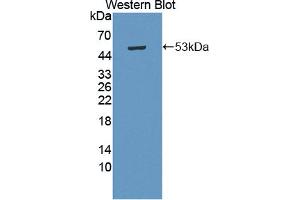 Image no. 2 for anti-Chordin-Like 1 (CHRDL1) (AA 22-450) antibody (ABIN1867217)