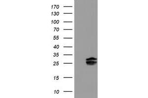 Image no. 4 for anti-Pallidin Homolog (PLDN) antibody (ABIN1500264)