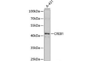 Western blot analysis of extracts of A-431 cells using CREB1 Polyclonal Antibody at dilution of 1:1000.