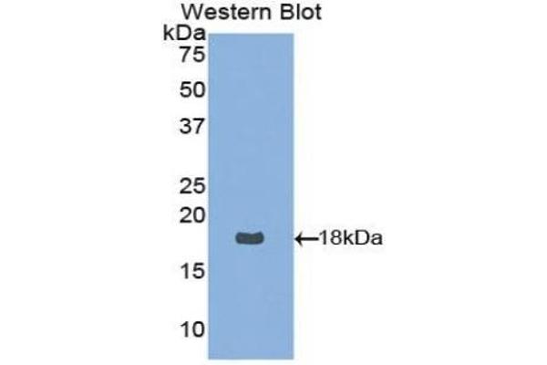 Neurotrophin 4 antibody  (AA 80-209)