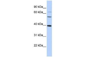 Image no. 2 for anti-V-Maf Musculoaponeurotic Fibrosarcoma Oncogene Homolog (Avian) (MAF) (N-Term) antibody (ABIN927724)