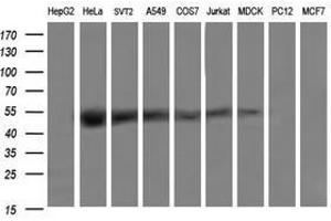 Image no. 2 for anti-tRNA 5-Methylaminomethyl-2-Thiouridylate Methyltransferase (TRMU) antibody (ABIN1501523)