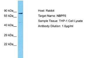 Image no. 1 for anti-Neuroblastoma Breakpoint Family, Member 6 (NBPF6) (N-Term) antibody (ABIN2791691)