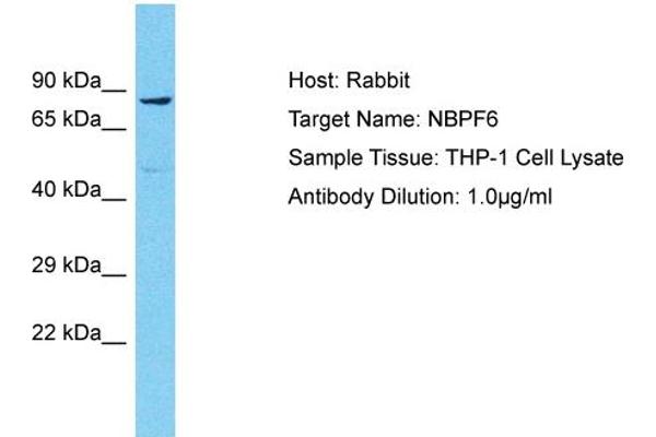 NBPF6 antibody  (N-Term)