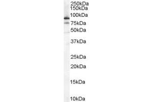 Image no. 1 for anti-Carbonic Anhydrase X (CA10) (N-Term) antibody (ABIN2786626)