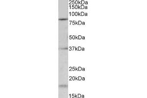 Image no. 1 for anti-Potassium Voltage-Gated Channel, Shaw-Related Subfamily, Member 3 (KCNC3) (Internal Region) antibody (ABIN940554)