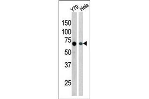 Image no. 1 for anti-RAD9 Homolog A (S. Pombe) (RAD9A) (pSer387) antibody (ABIN389638)