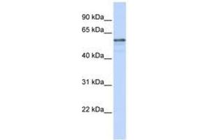 Image no. 1 for anti-Transmembrane Protein 195 (TMEM195) (AA 36-85) antibody (ABIN6740878)