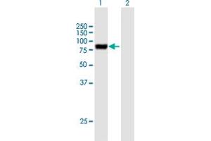 Western Blot analysis of PODN expression in transfected 293T cell line by PODN MaxPab polyclonal antibody.