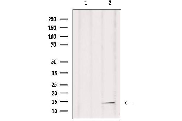 POLR2F antibody  (N-Term)
