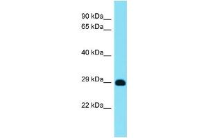 Image no. 1 for anti-Mitochondrial Ribosomal Protein L12 (MRPL12) (Middle Region) antibody (ABIN2790269)