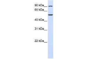 WDR34 抗体  (C-Term)