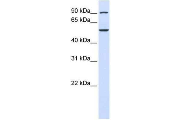 anti-WD Repeat Domain 34 (WDR34) (C-Term) antibody