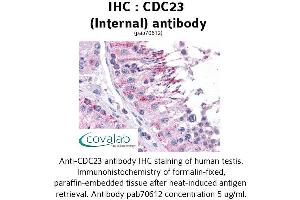 Image no. 1 for anti-Cell Division Cycle 23 (CDC23) (Internal Region) antibody (ABIN1732899)