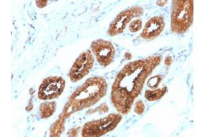 Image no. 4 for anti-V-Erb-A erythroblastic Leukemia Viral Oncogene Homolog 4 (Avian) (ERBB4) (AA 1116-1269) antibody (ABIN6939331)