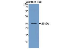 ICAM4 antibody  (AA 32-226)