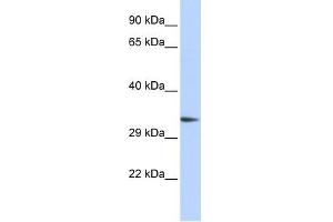 Image no. 1 for anti-PARK2 Co-Regulated (PACRG) (Middle Region) antibody (ABIN631123)