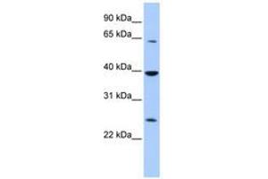 Image no. 1 for anti-Cytosolic Iron-Sulfur Protein Assembly 1 (CIAO1) (AA 144-193) antibody (ABIN6740381)