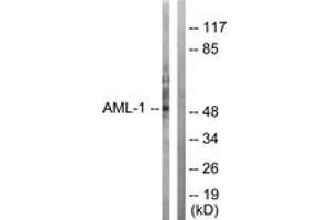 Image no. 1 for anti-Runt-Related Transcription Factor 1 (RUNX1) (AA 269-318) antibody (ABIN1532276)