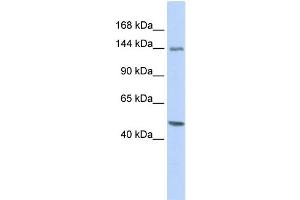 Image no. 1 for anti-Flightless I Homolog (FLII) (Middle Region) antibody (ABIN2785799)