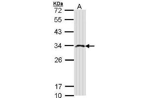 Image no. 1 for anti-Inositol(myo)-1(or 4)-Monophosphatase 2 (IMPA2) (Center) antibody (ABIN2855670)
