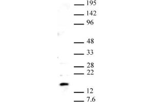 Image no. 1 for anti-Histone H2A Variant H2A.Z, Pht1 (PHT1) (C-Term) antibody (ABIN2668341)