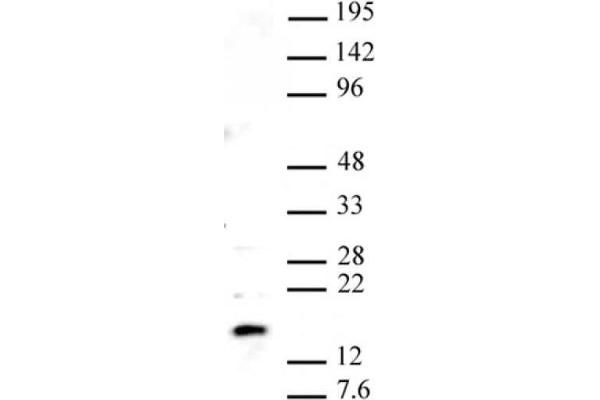 Histone H2A Variant H2A.Z, Pht1 (PHT1) (C-Term) anticorps