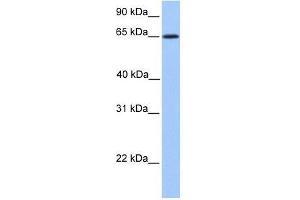 Image no. 1 for anti-Zinc Finger Protein 837 (ZNF837) (N-Term) antibody (ABIN928510)